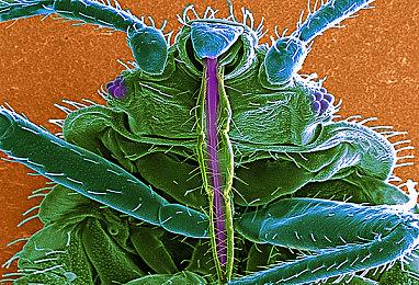 传闻：《塞尔达传说：王国之泪》空战方式多样 甚至可发射火球